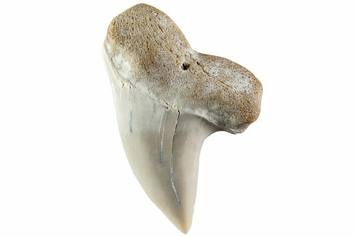 Fossil Shark Tooth (Carcharodon planus) - Bakersfield, CA #228917